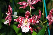 Орхидеи (2)