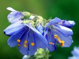 Цветы синюхи